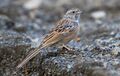 Godlewski's Bunting (Emberiza godlewskii) (16804118611) (cropped).jpg