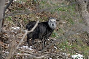 A photograph of a dark grey goat-antelope in a forest. It stands through trees in the centre distance, body facing left, face towards the camera.
