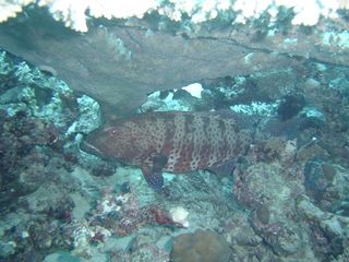 Coral grouper sometimes cooperate with giant morays in hunting.