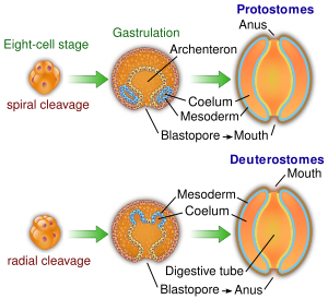 Protovsdeuterostomes.svg