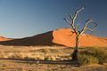 Camel Thorn Tree (Acacia erioloba) in Sossusvlei region