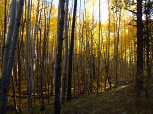 Trailhead, Trail 77, Gooseberry Trail, Cibola, National Forest - panoramio (1).jpg