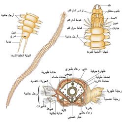 وصف كثيرات الاشعار.jpg