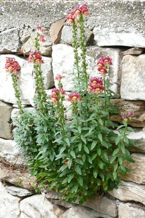 Antirrhinum majus from Thasos.JPG