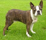 A brown and white dog turns to face the camera. Its ear's stand up on top of its head.
