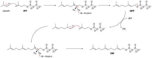 Farnesylpyrophosphate synthase (FPPS) reaction.svg