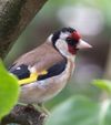 Garden Goldfinch (5891845346).jpg