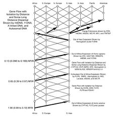 Trellis of intermingling populations for the last two million years.