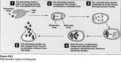 دورة تضاعف الكلاميديا