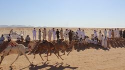 سرابيط الخادم11.jpg