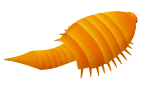 Apankura (Euthycarcinoidea)