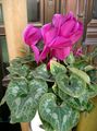 cultivated cyclamen