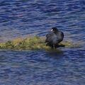 Tagua cornuda Horned coot (Fulica cornuta).JPG