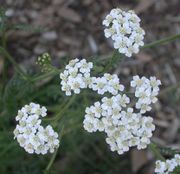 Yarrow at BioTrek, California State Polytechnic University, Pomona
