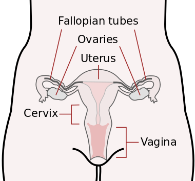 Scheme female reproductive system-en.svg