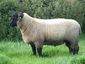 7 month old Suffolk Ram Lamb.JPG