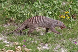 Banded mongoose (Mungos mungo).jpg