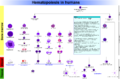 Hematopoiesis