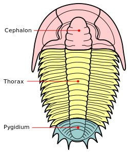 Trilobite sections-en.svg