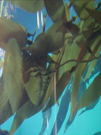 CAS Macrocystis 2.JPG