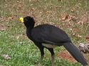 Crax rubra (Great Curassow) - male.jpg