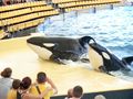 Orcas at Loro Parque 07.JPG