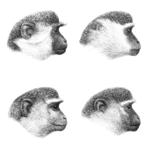 PZSL1907Plate42 Chlorocebus.png