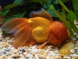 Orange Oranda.jpg