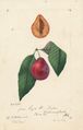 Plum (variety Tucker) - watercolor 1894