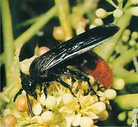 الشكل (4): الزنبور الحفار الأبيض Triscolia ardens من السكوليديات