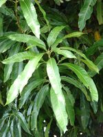 Starr 070221-4713 Mangifera indica.jpg