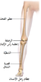 عظام الساق.