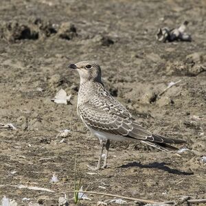 Collared pratincole (Glareola pratincola) juvenile Hasarlic.jpg