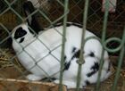 Czech spotted rabbit 2.jpg