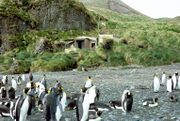 Green Gorge hut and king penguins