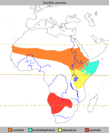 Struthio camelus Distribution.png