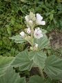 Inflorescence, showing pale clustered flowers with purple centres and velvetty, shallow-lobed toothy leaves with recessed veins and (if zoomed) soft-haired stem