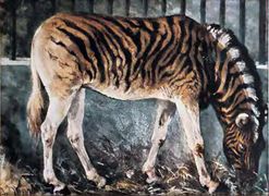 كواگا في حديقة حيوان برلين، 1868.