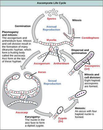 Conidia Formation.png