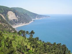 منطقة محمية - Grove of Pines Pitsunda (Dzhanhotsky Bor). In the distance - Sail Rock