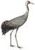 Cuvier-72-Grue cendrée.jpg