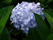 A hydrangea flower in Da Lat