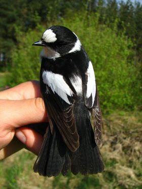 صورة معبرة عن الموضوع خطاف الذباب مطوق
