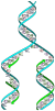 DNA replication split.svg