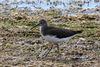 Green sandpiper (Tringa ochropus).jpg