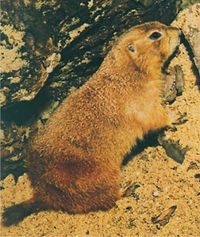 كلب البراري.jpg