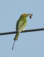 A predator, the Asian green bee-eater