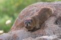 Rock hyrax. Katzrin, Israel