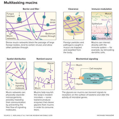 مهام الموسينات.png