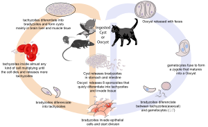 Toxoplasmosis life cycle en.svg